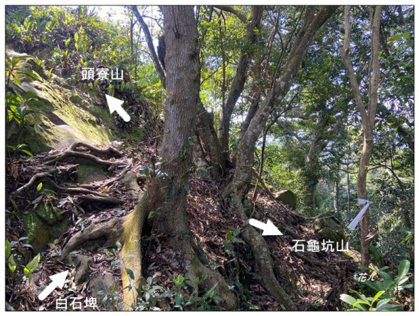 草嶺山、白石山、頭寮山 六連峰 O型路線2798639