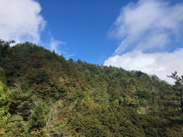 觀霧 檜山巨木步道 雲霧步道501063