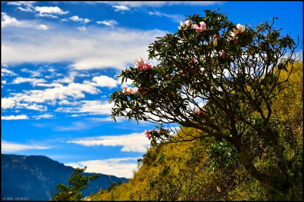 玉山杜鵑與奇萊群峰 @ 小奇萊步道325696