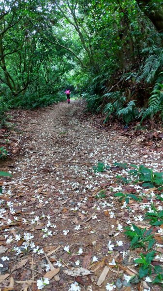 小百岳【尾寮山】905224