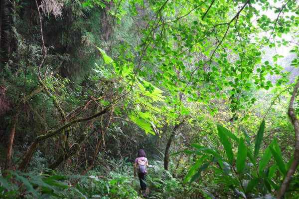 熱門山的冷門路，油羅山(二上四下)O型1866018