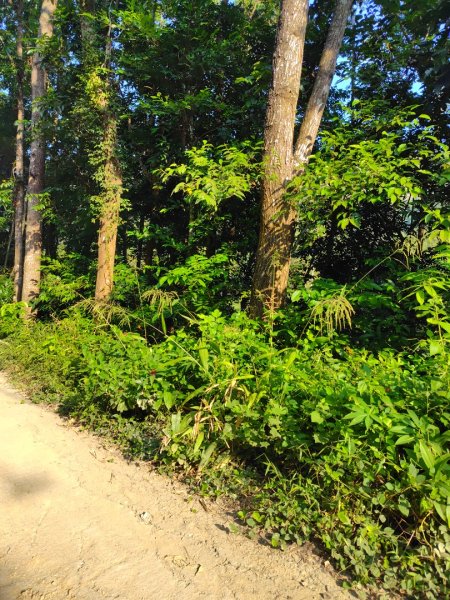 唐子恩山 廢棄油礦2919019