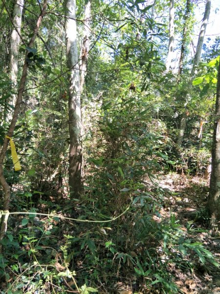 谷關七雄：屋東縱走-屋我尾山-麗陽上1491952