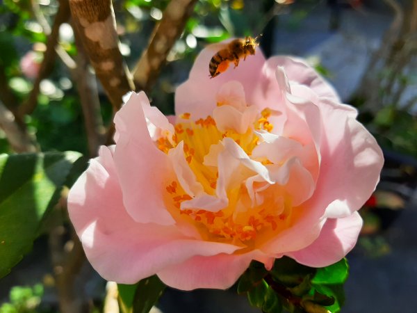 粉粉三色櫻、木蓮花、山茶花爭奇鬥艷814422