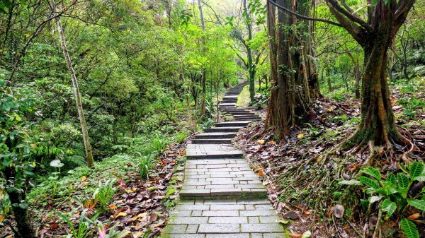 汐止大尖山2971871