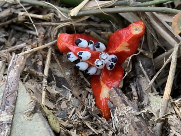 20260119高雄尾寮山(第24刷)2985561