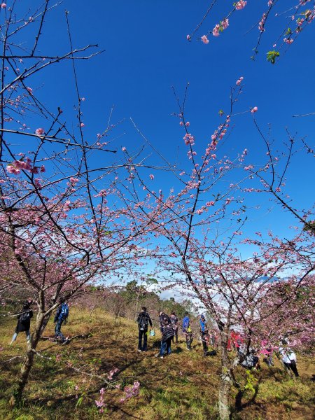 藤枝山+櫻花公園賞櫻花798355