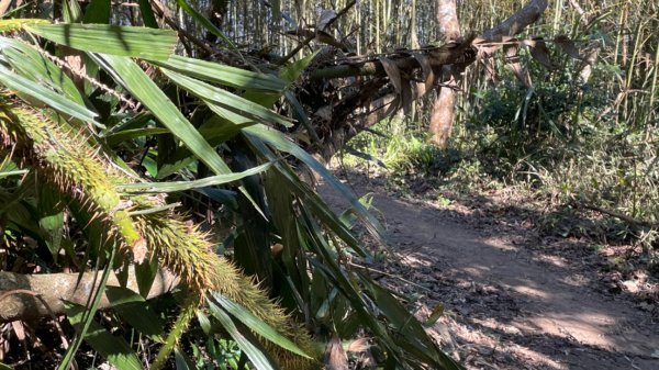 樟之細路-聖關段2686825