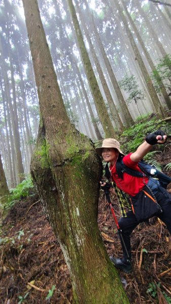 放眼盡在柳杉林的民都有山1876143