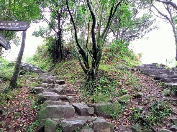 【臺北大縱走 3】細雨漫步絹絲瀑布步道→擎天崗環形步道→冷擎步道1535796