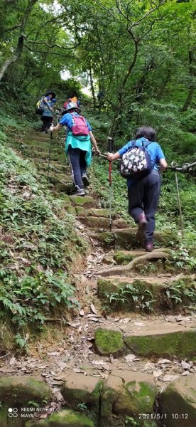 五分山 -小百岳收集起來，馬藍（大青）滿山遍野、桐花陪襯、群蝶紛飛、吸取花蜜1370212