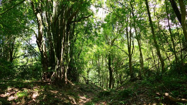 大湖尾,溪尾寮,藤寮坑古道2877520