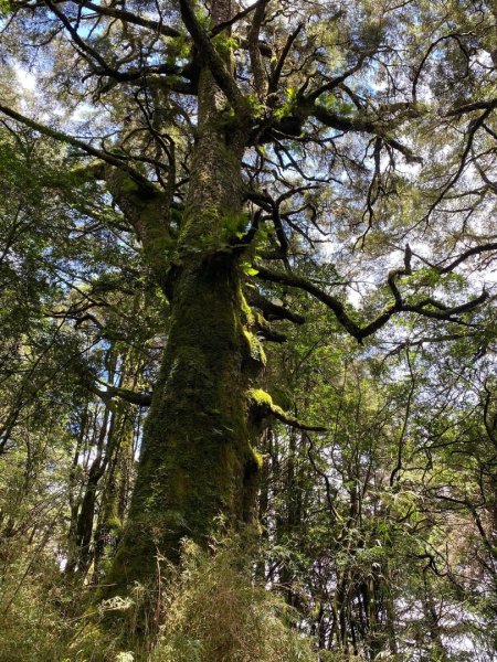 塔塔加黑森林2668039