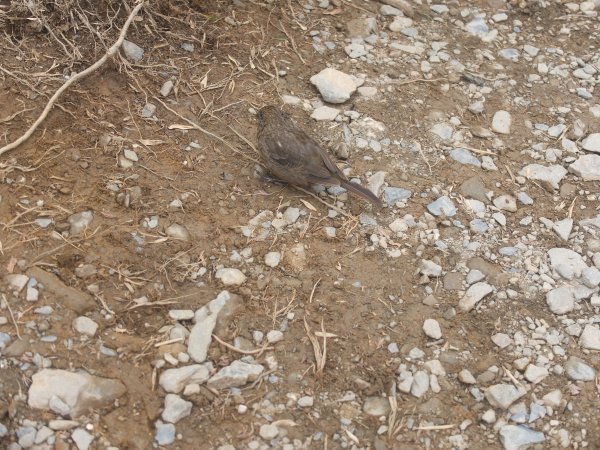 2018.10.20合歡東峰之旅1412414