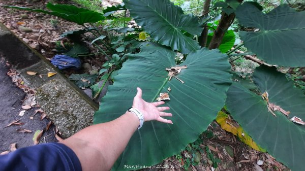 《南投》峰峰相連｜草屯九九峰森林步道O型202509062879268
