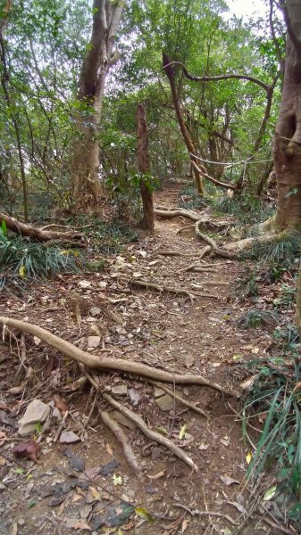 力里圓山森林步道 好熱啊～560558