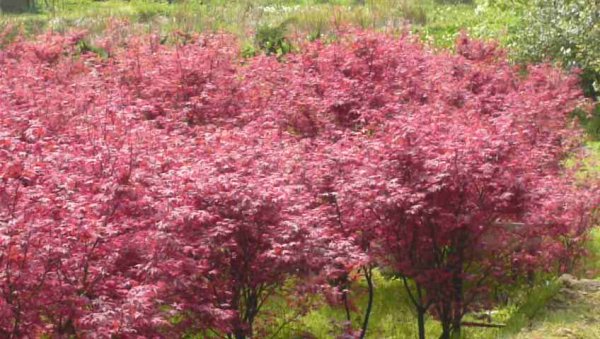 花季最美的縱走～竹子湖、小油坑、冷水坑擎天崗1328910