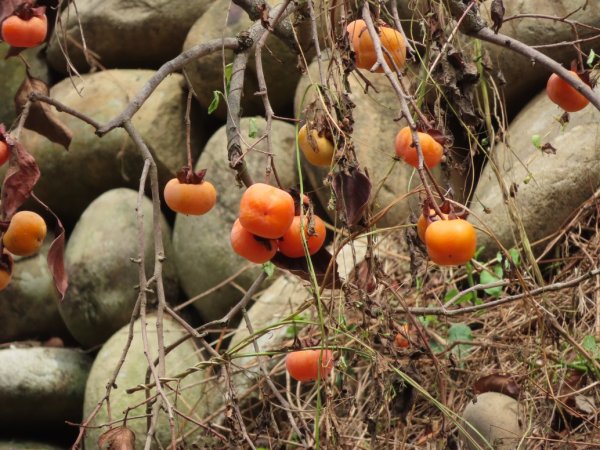 旱溪源頭自然生態區2878023