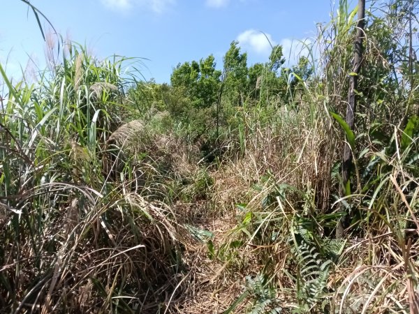 雙溪區坪溪古道-蛇仔崙-鶯子嶺-太和山-蛇子頭觀景台-梗枋越嶺古道鞍部-坪溪古道O型3029764