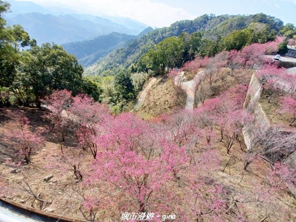 【苗栗獅潭】天晴賞花趣。 協雲宮櫻花步道x獅潭鄉神秘小徑x獅潭義民廟x銅鑼炮仗花海公園2999175