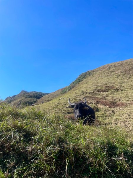 上草嶺古道芒草季看水牛🐃2657782