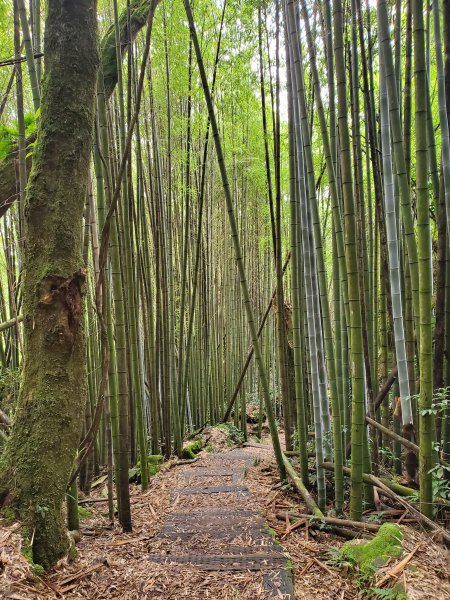【嘉義|大凍山】多林-頂湖走1010202