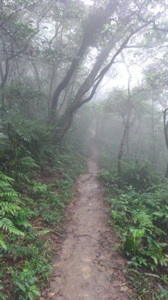 大艽芎古道-溪洲山-頭寮山577963