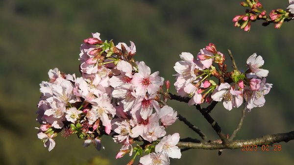追花是簡單的快樂，賞花是恬淡的幸福。2/282045059