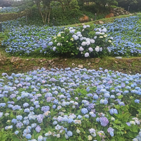 跑馬古道路邊的花1747314