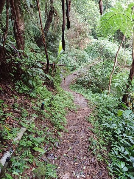 【新竹橫山】綠蔭夾道流水淙淙。2024森遊竹縣。 騎龍古道2616207