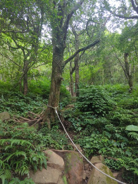 2025.06.28－大屯山連走中正山2823323