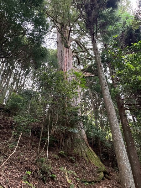 新竹 五峰 觀霧國家森林遊樂區 蜜月小徑+檜山巨木群步道2811469