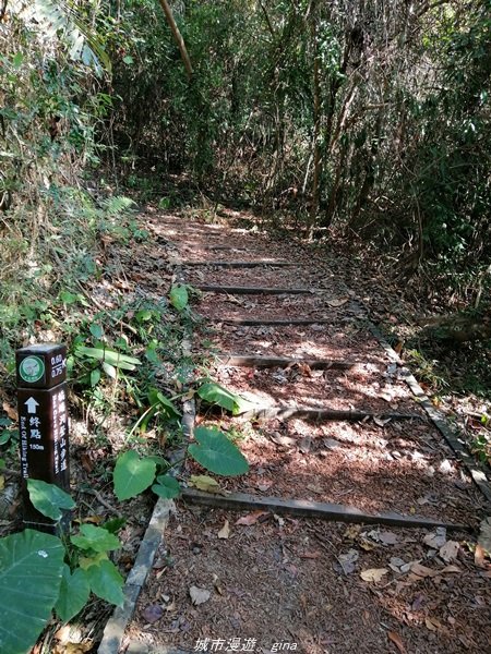 台中~仙氣繩橋山林環繞。 蝙蝠洞登山步道1295492