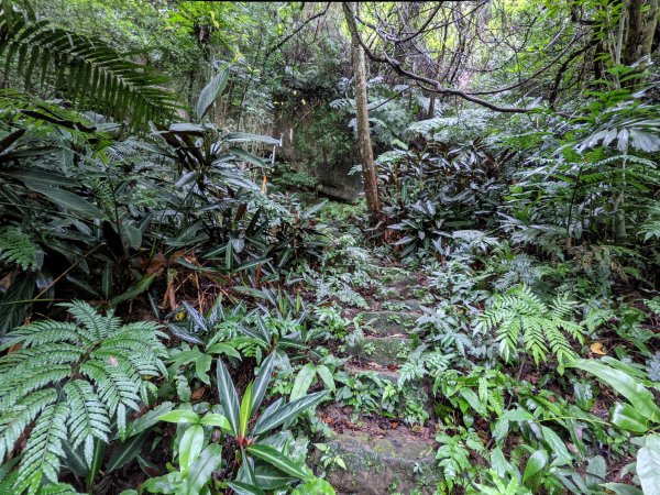 樹梅古道拇指山象山1515924