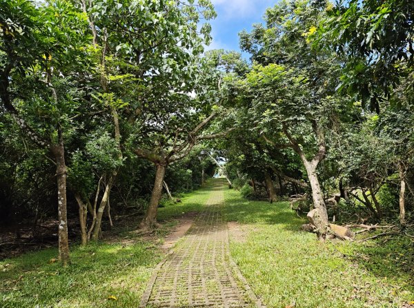 [百山百鳥尋旅-02/15] 2025_0809 社頂自然公園步道2857213
