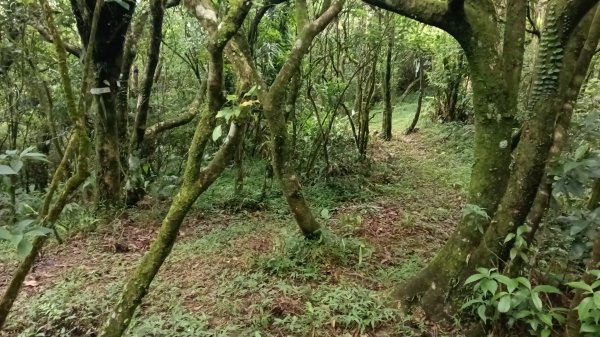 雙溪區豎旗山北稜線-豎旗山-豎旗山南峰-烏山尖-鄒家古厝-保成坑口站O型3071244