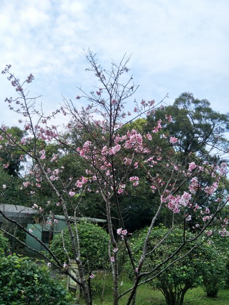 齋明寺古道1826466