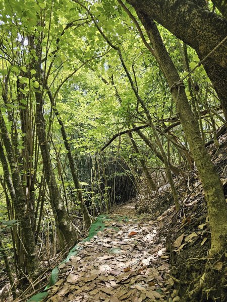 231014-烏山嶺水利古道(西東口縱走)，美美兔沒跟上父八田與一的腳步2317458