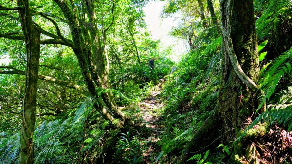 黃櫸皮寮山2898309