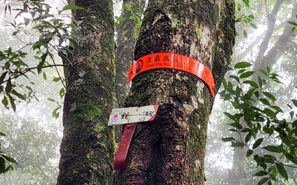 【中級山縱走】觀雪縱走（雪見大板根，仰天神木，北坑山，司馬限林道）2741255