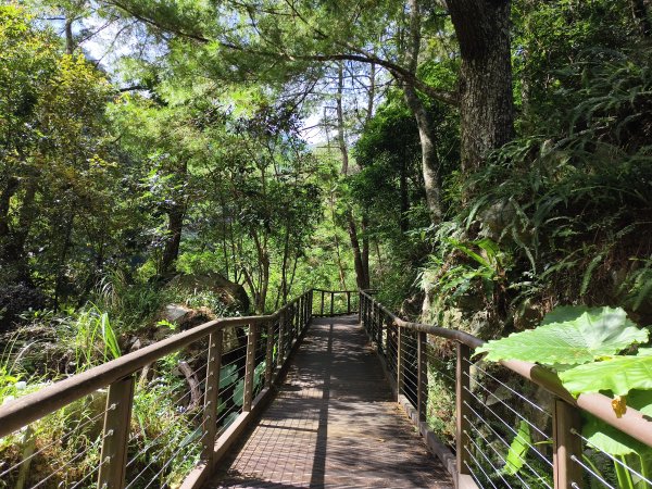 [百山百鳥尋旅-07/15] 2025_0831 八仙山國家森林遊樂區步道群_天籟步道2875918