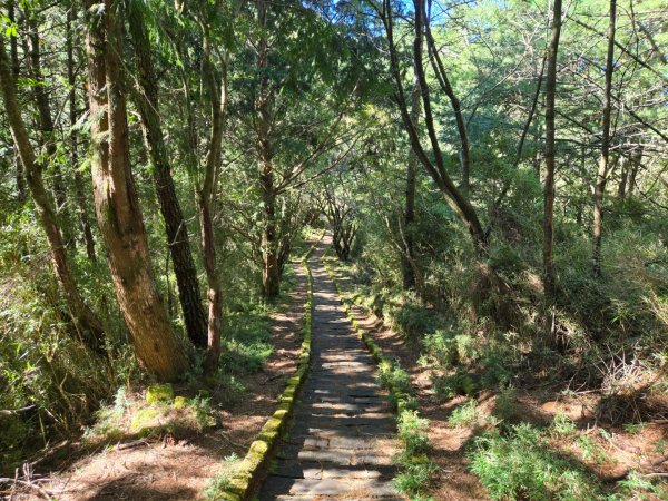 麟趾山、鹿林山、鹿林前山三山縱走2630022