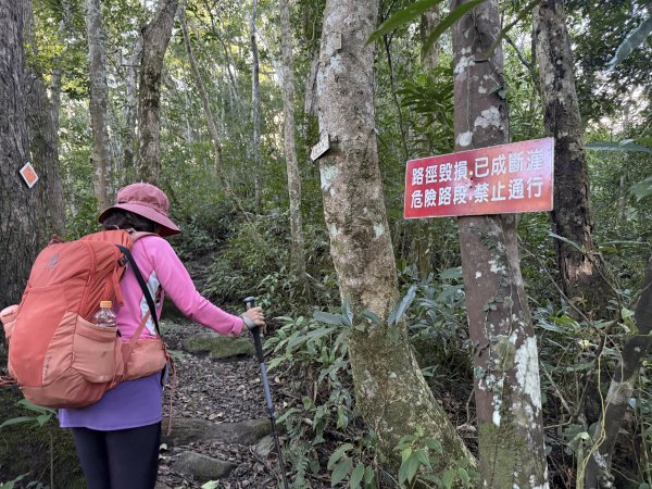 山毛櫸掉光光的 卡保逐鹿O繞 202511152937449