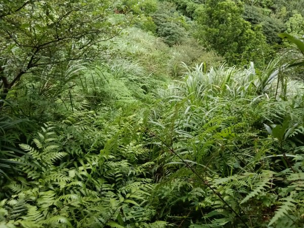 瑞芳區找尋半屏大瀑布未果2880954