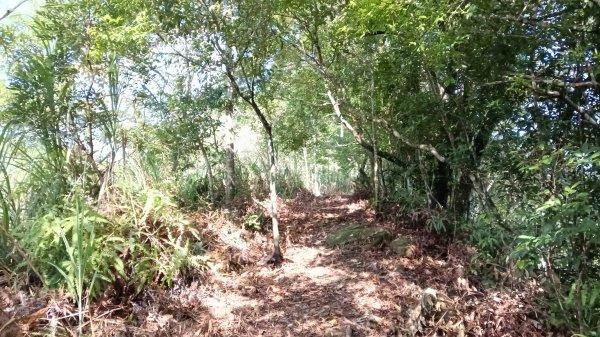 坪林區仁里坂橋-仁里坂山-金瓜寮土地公-仁里坂橋O型3132810