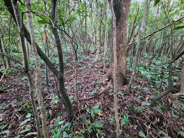 20241229界寮縱走下汐止2721705