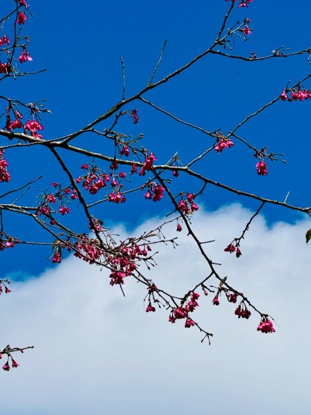 二格山走南邦寮山經草湳福德宮回二格公園3005493