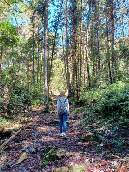 【台中和平】森林步道悠閒走。 八仙山森林遊樂區步道群2784603