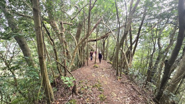 桃園復興枕頭山及薑母島偶遇穿山甲的悠閒O型走2984236