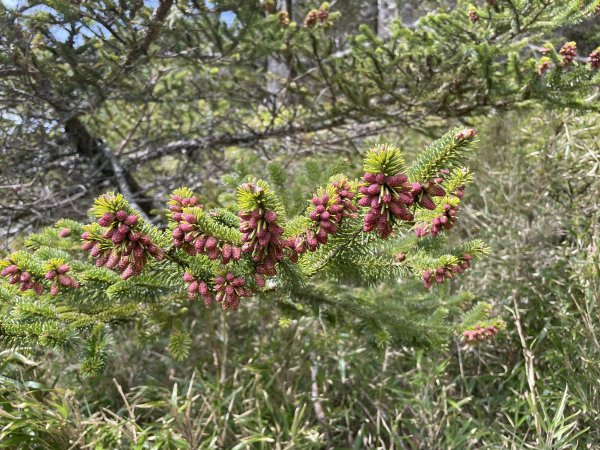 合歡北、西峰(三訪)113.04.212492790